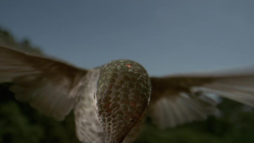 A footage of a bird flying