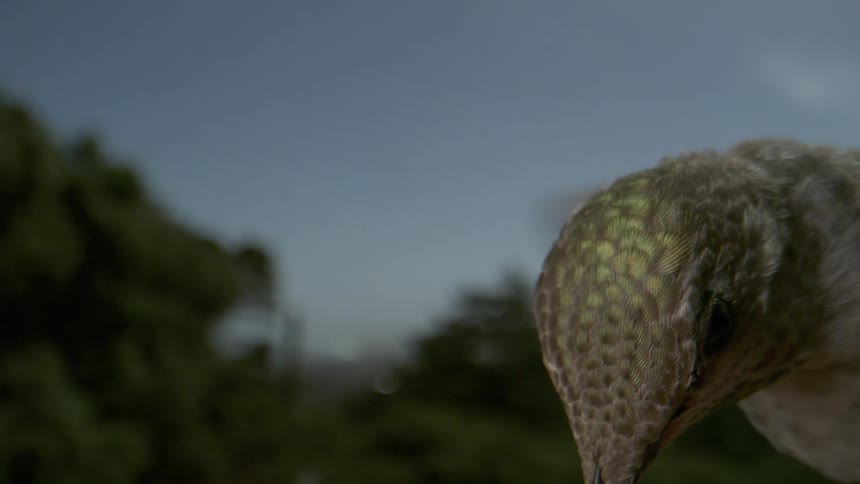 A footage of a bird flying
