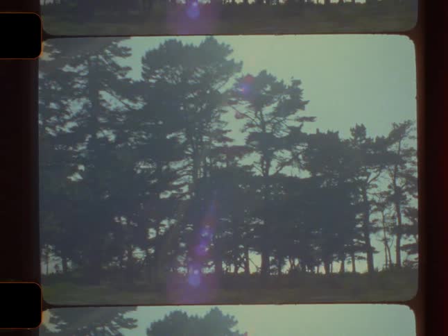The sun is glaring on the forest