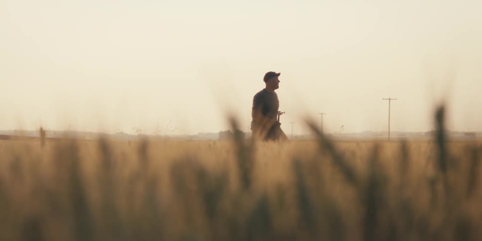 Seen from a low angle through obscuring wheat stalks a farmer walks across a field carrying a section of irrigation pipe