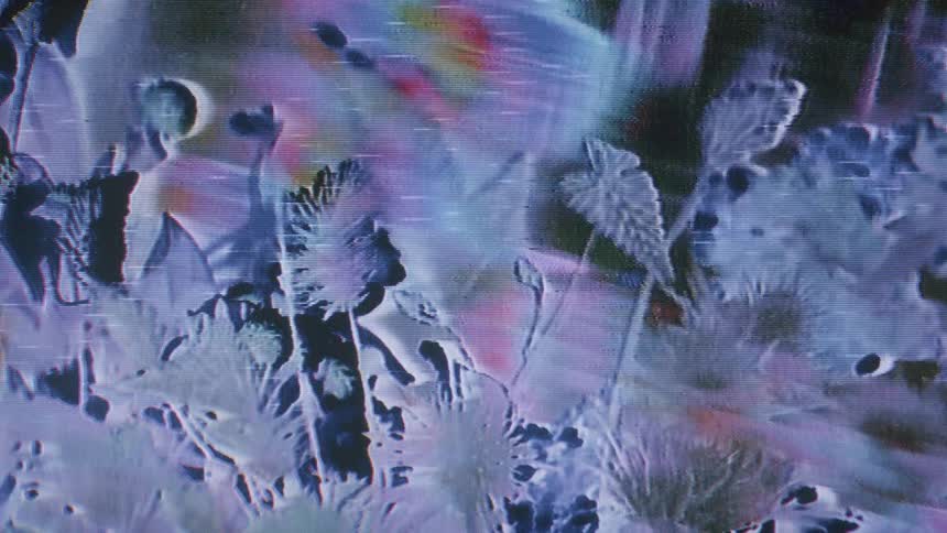 The flowers are in black and white and it is because of the light