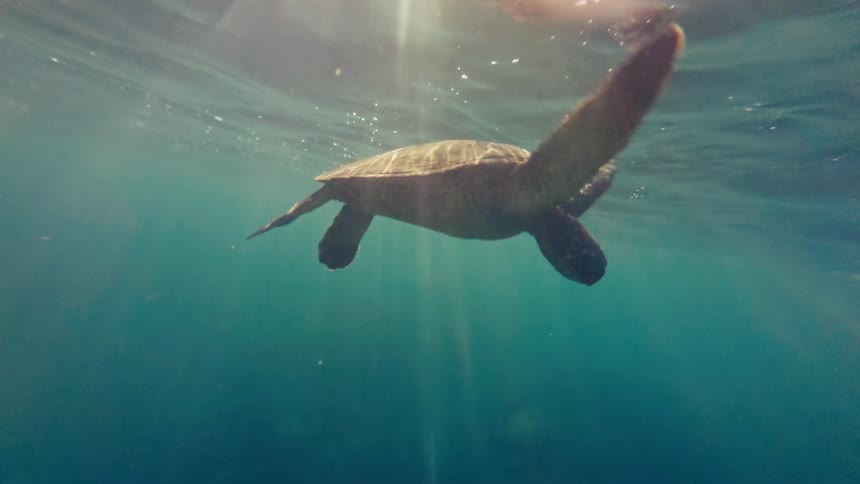 Turtles in the sea swimming