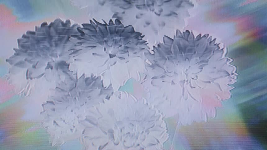 A cluster of digitally altered flowers subtly shakes against a pastelhued glitchy backdrop with screen texture and color streaks