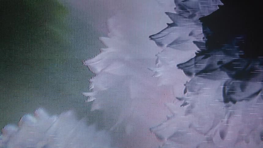 The flowers and leaves are portrayed in black and white due to the lighting