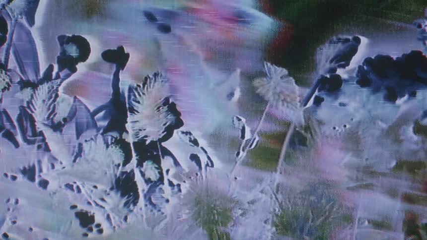 An abstract monochrome scene of flowers up close that seem to be speed frosting