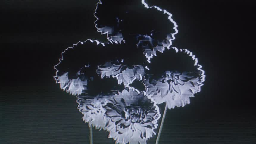 Analog video artifacts and an inverted color palette distort the view of flowers swaying gently back and forth within a fixed camera frame