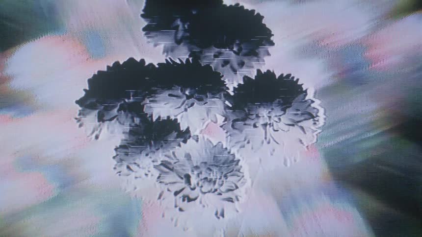 Greyscale inverted flowers appear over a hazy rainbowtoned background layered with analog static and a dreamy filmlike texture