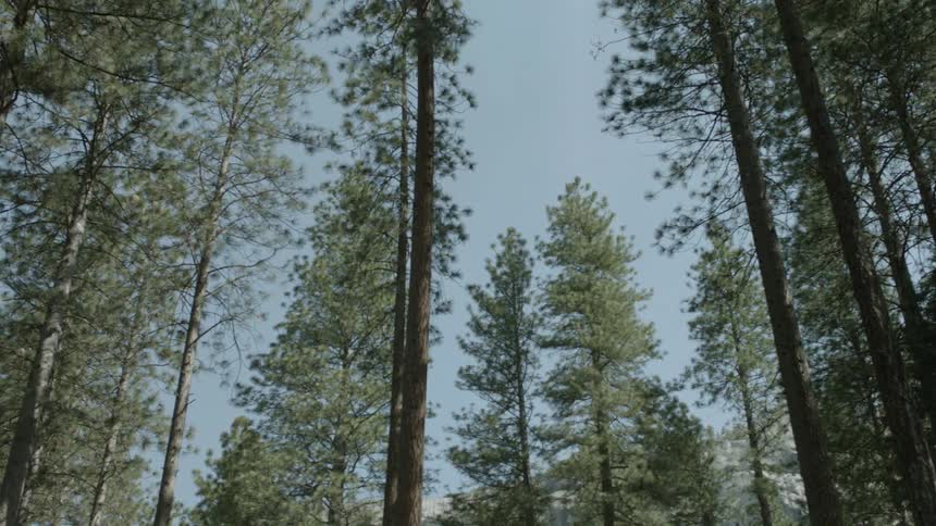 A forest with very tall trees