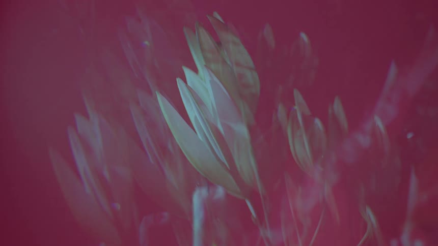 Shadows move across plants standing outdoors at night