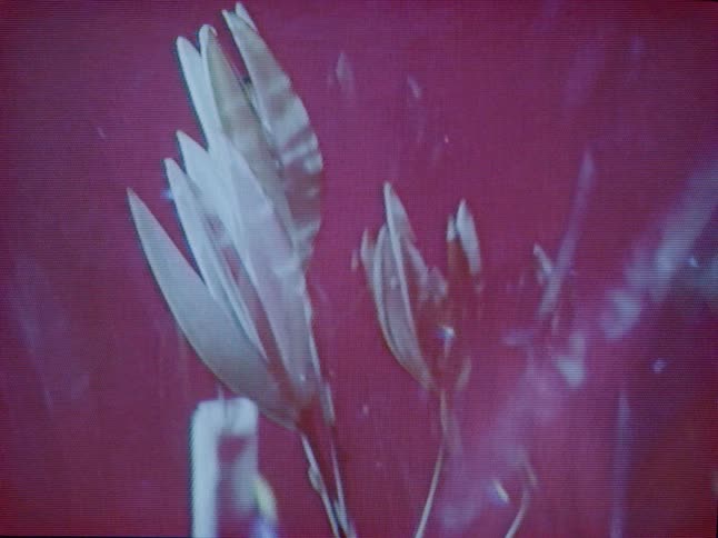 Lights reflect off of flowers