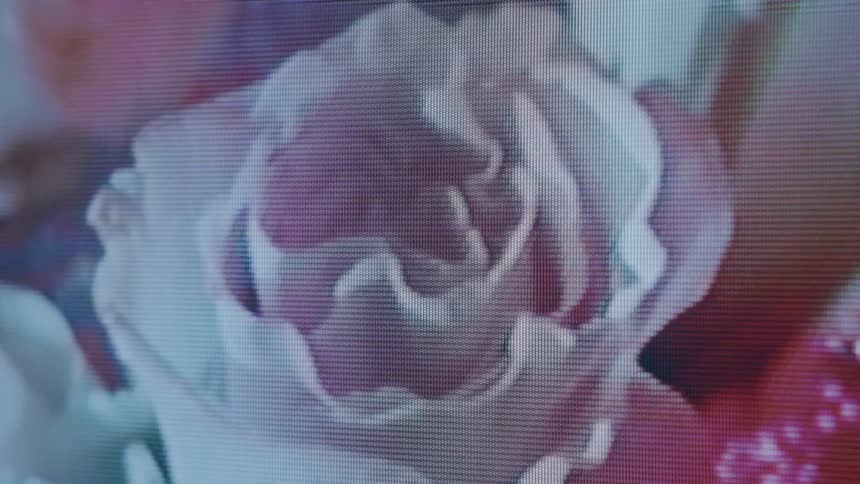 A white and pink rose in full bloom rendered with a pixelated texture as seen on a digital screen