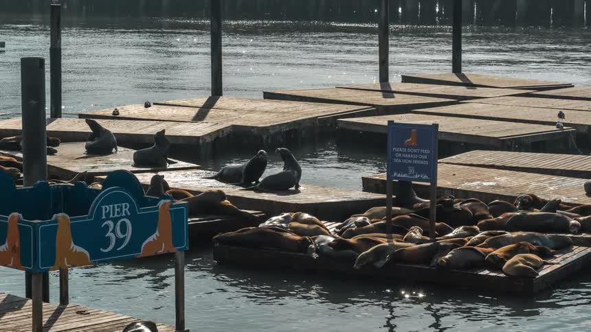 Seals are laying on the wood pier