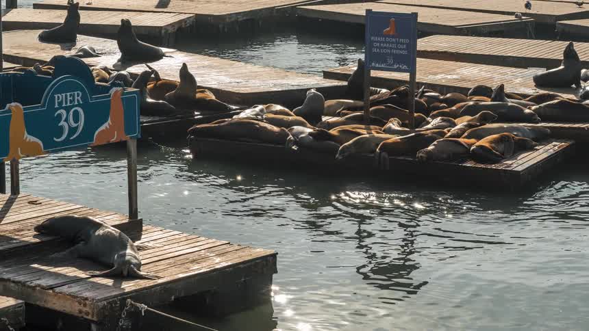 California sea lions bask and swim around wooden docks in the shimmering water