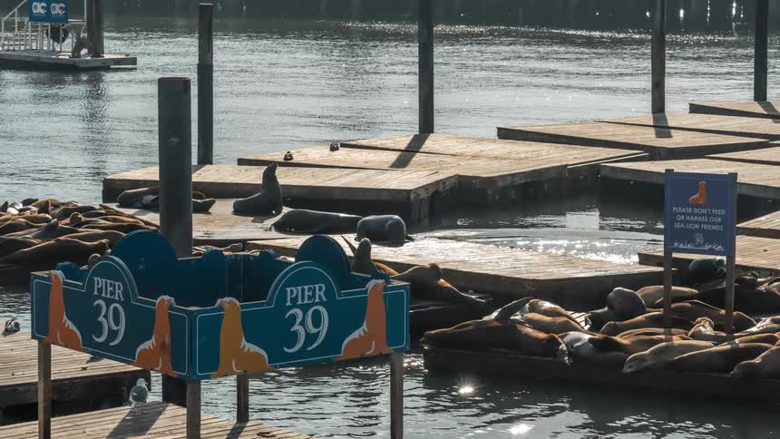 Time lapse of sea lions sleeping and diving on docks at pier 39 in san francisco