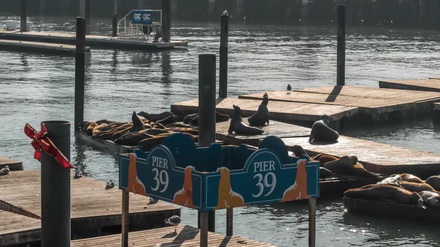 Sea lions sleeping on wood docks at pier 39 in san francisco