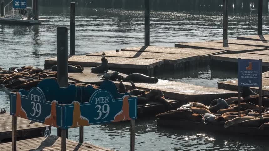So many seals in a pier