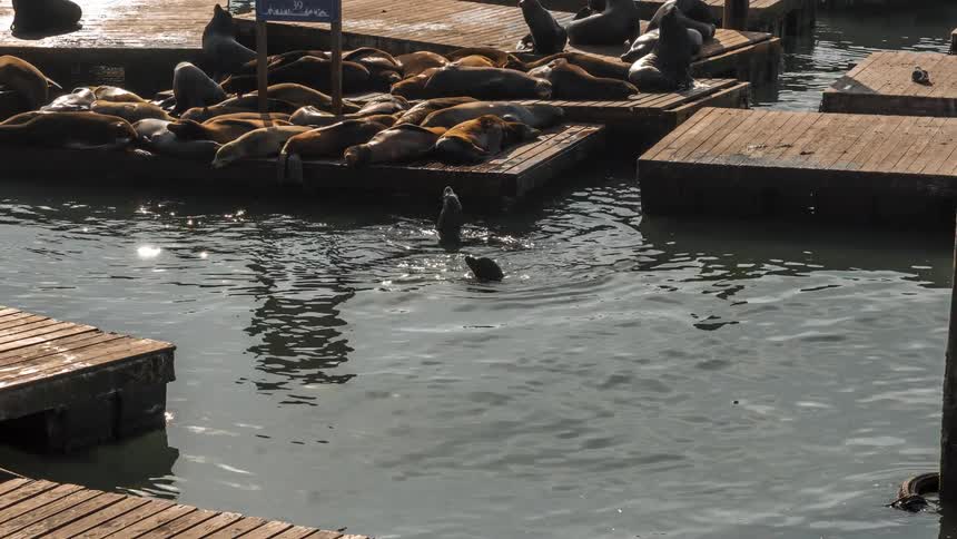 A footage of seagulls on a pallet at the shore