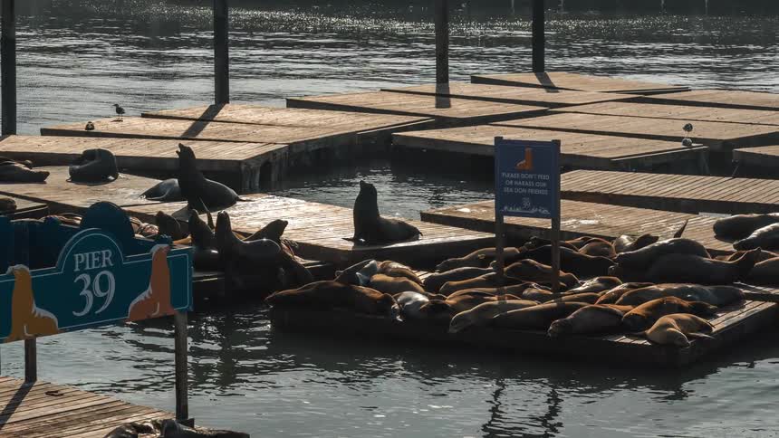 In a spedup view numerous sea lions sunbathe and rest closely together on the floating wooden docks at san franciscos pier 39