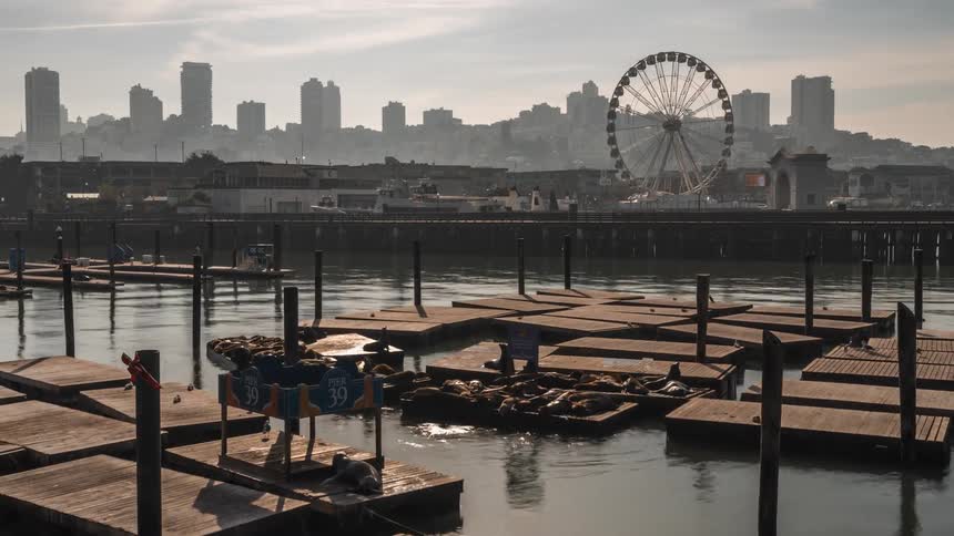 A large group of seals rest on the harbor