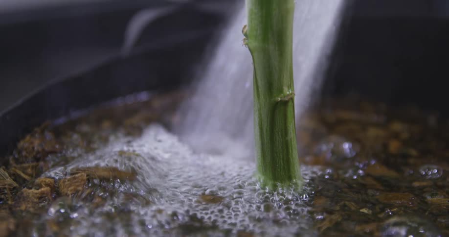 Spray of water fills the area around a green stem standing in a metal container