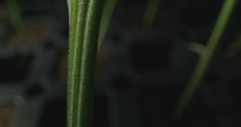 Long green stalks are in the dirt