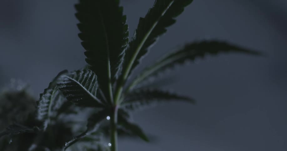 A marijuana plant is in the dark room