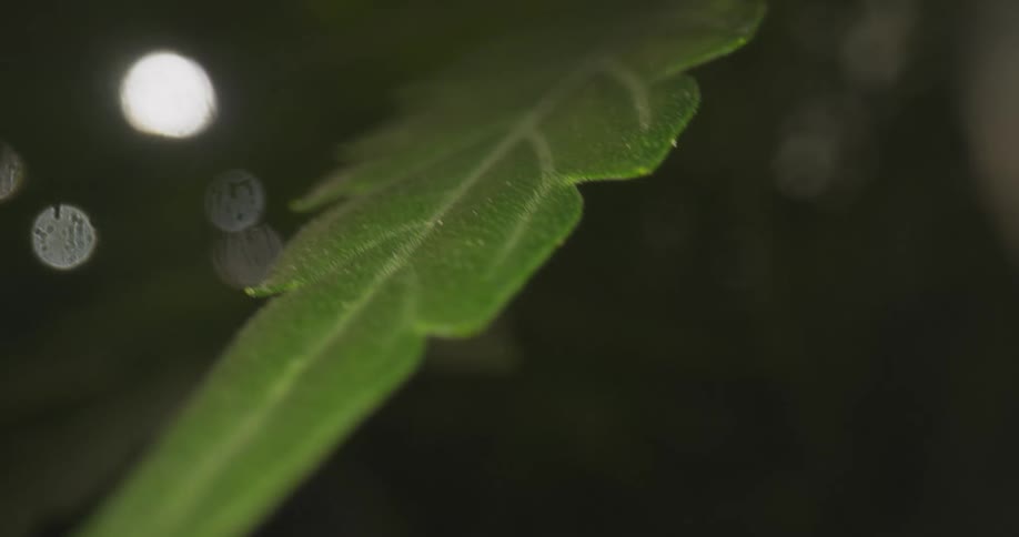 A single leaf hangs in the dark