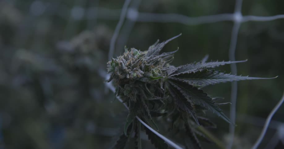 A maturing cannabis flower with sugar leaves is supported by netting against a dark outoffocus background