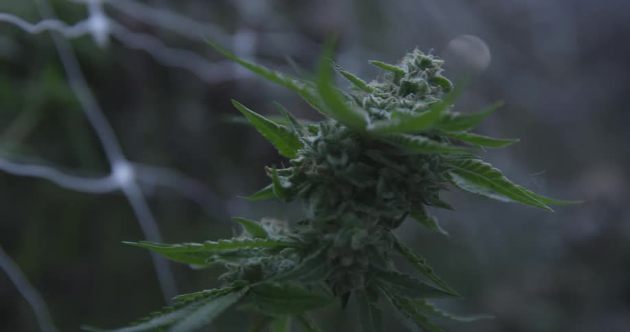 Very close up of marijuana bud growing on a plant
