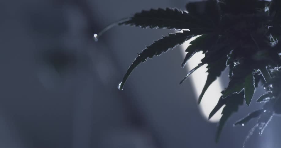 A cannabis leaf with a water droplet hanging from its tip silhouetted against a softly lit background