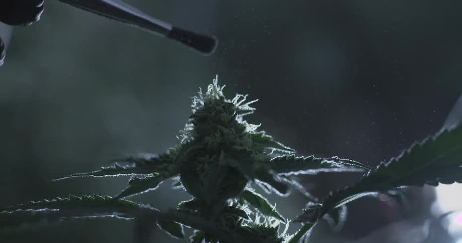 A footage of a plant