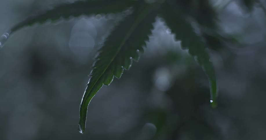 A cannabis leaf with water droplets clinging to its edges set against a blurred dark background