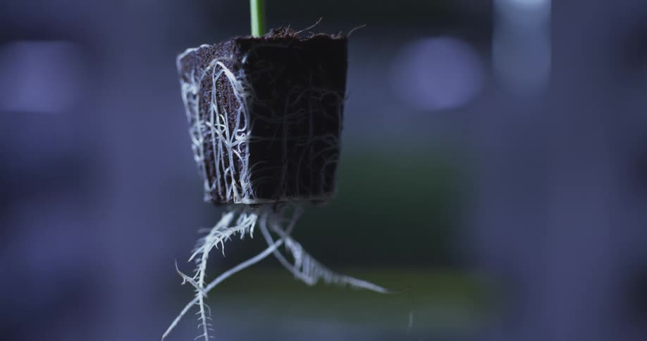 A seedling with visible white roots emerges from a dark porous cube against a blurred blue background