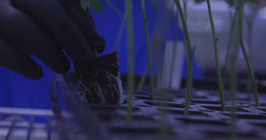 A footage of a person planting