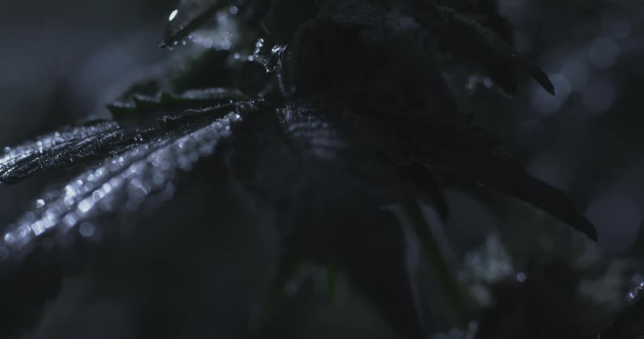A dark cannabis leaf covered in water droplets glistening against a dimly lit background