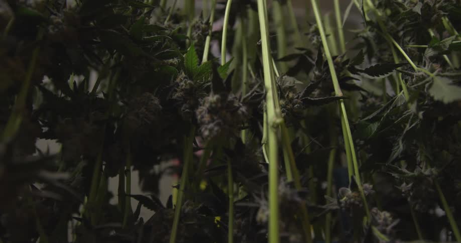 A marijuana farm is indoors