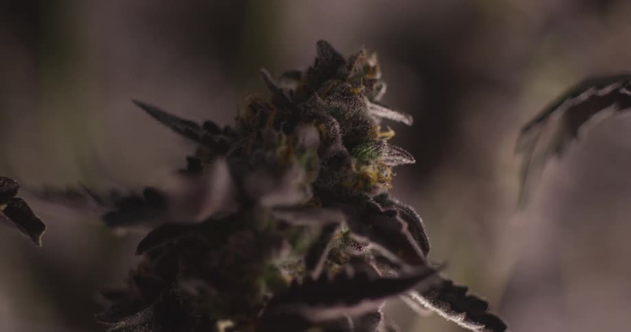 A closeup shot captures a dark textured cannabis flower with visible trichomes against a dimly lit background