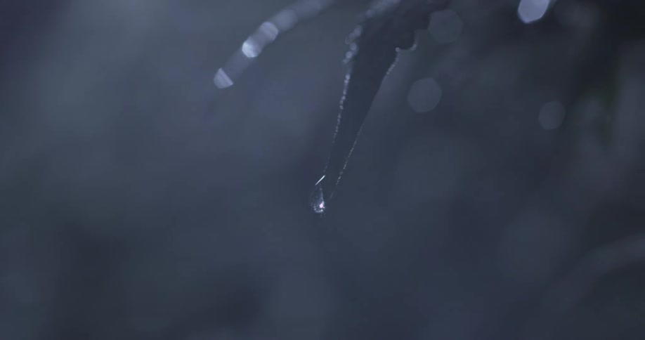 A water droplet hanging from a dark pointed leaf against a blurry dark background