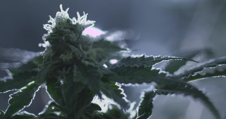 Light is shining on the marijuana plant