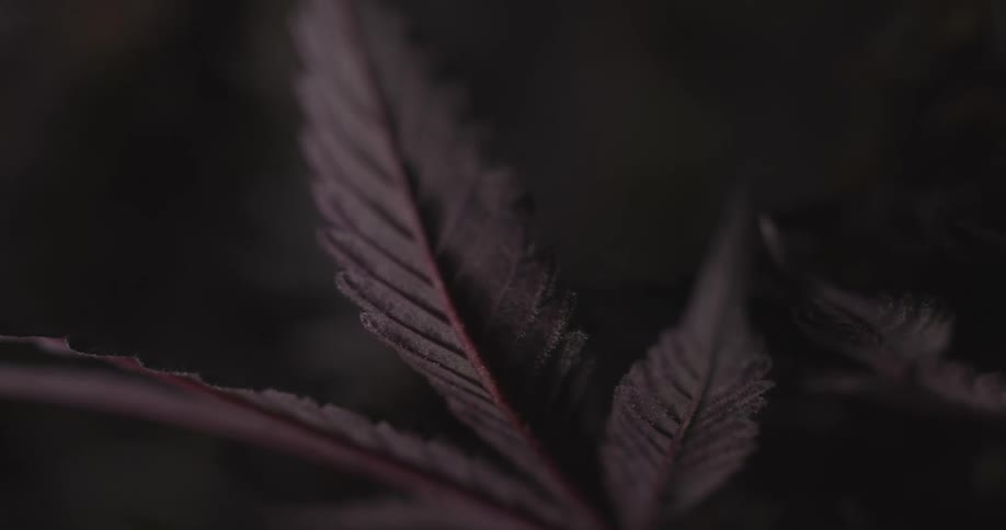 A dark cannabis leaf with a purplish hue against a dimly lit background