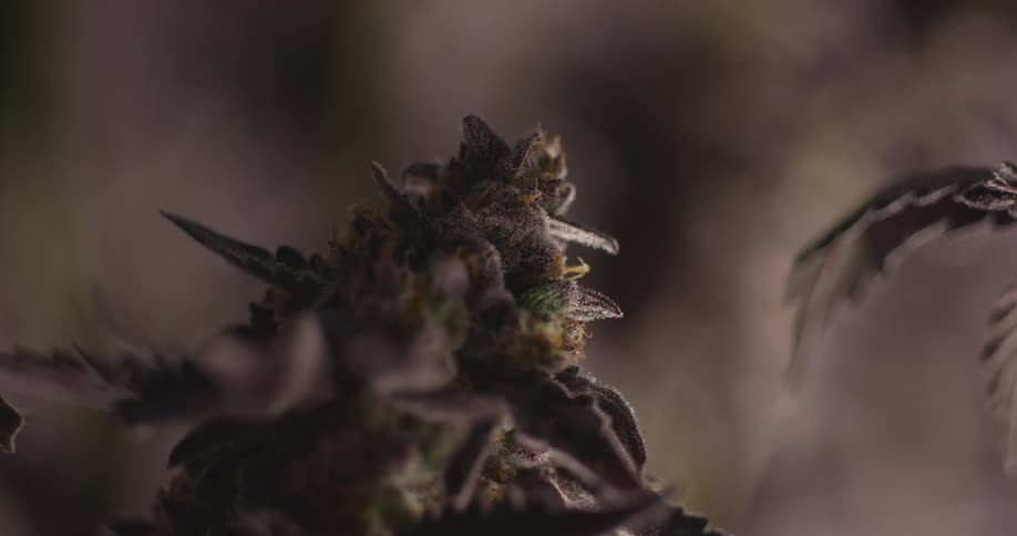 Details of a weed plant