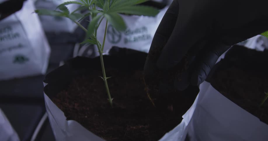 Person wearing gloves fingers the soil surrounding a plant in a paper pot