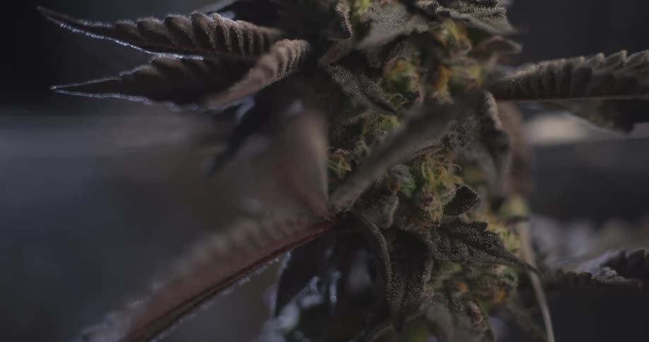 A textured plant with spiky extensions against a dark background