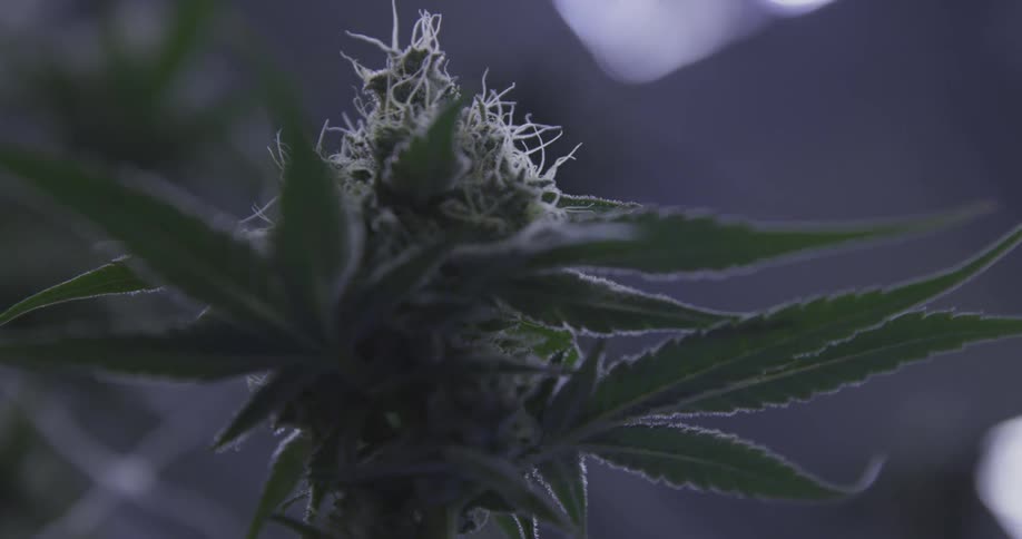Close up of cannabis bud leaves and hairs