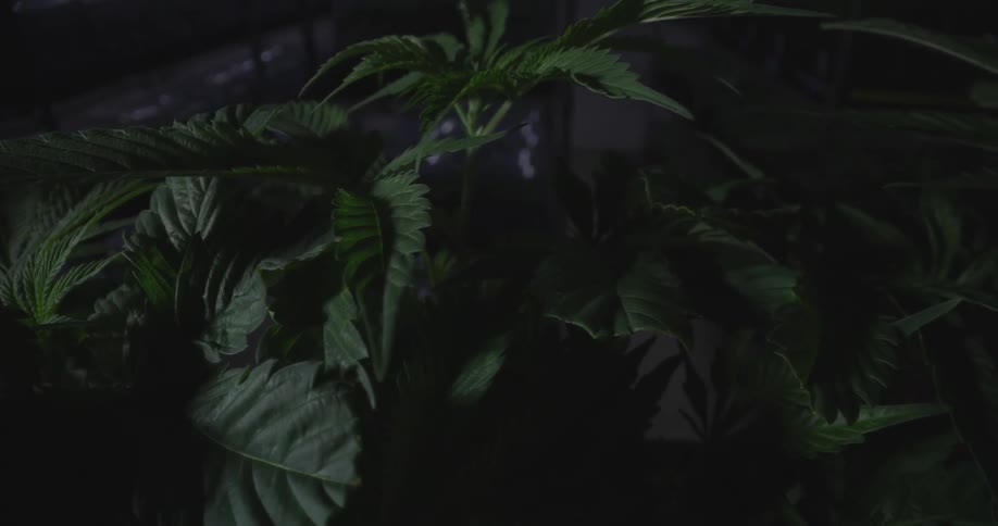A cannabis plant with large leaves is set against a dark shadowy background