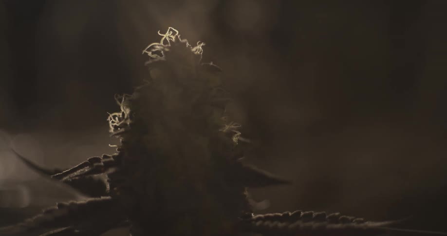 Detail of a plant