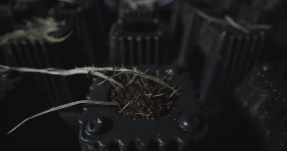 Plants with roots inside pots