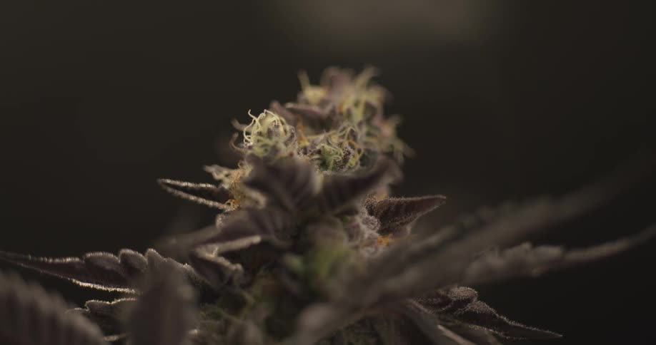 A marijuana plant is indoors