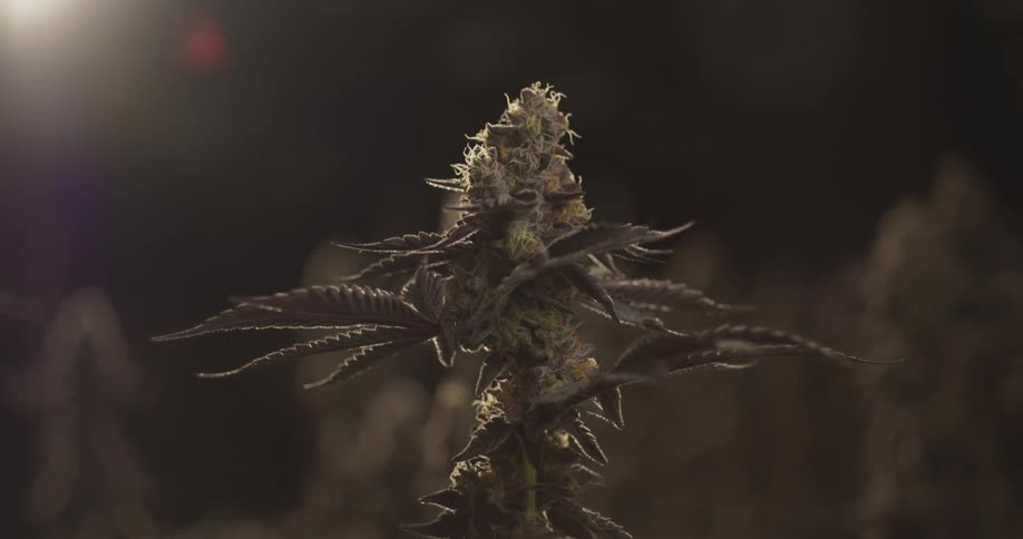 Marijuana plant in the light