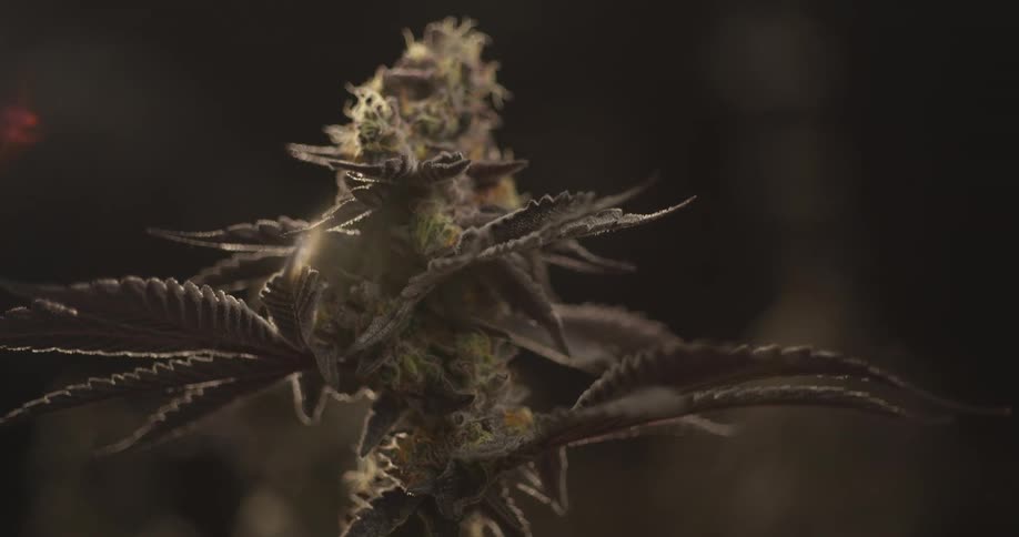 Close up of marijuana bud before leaves are clipped off